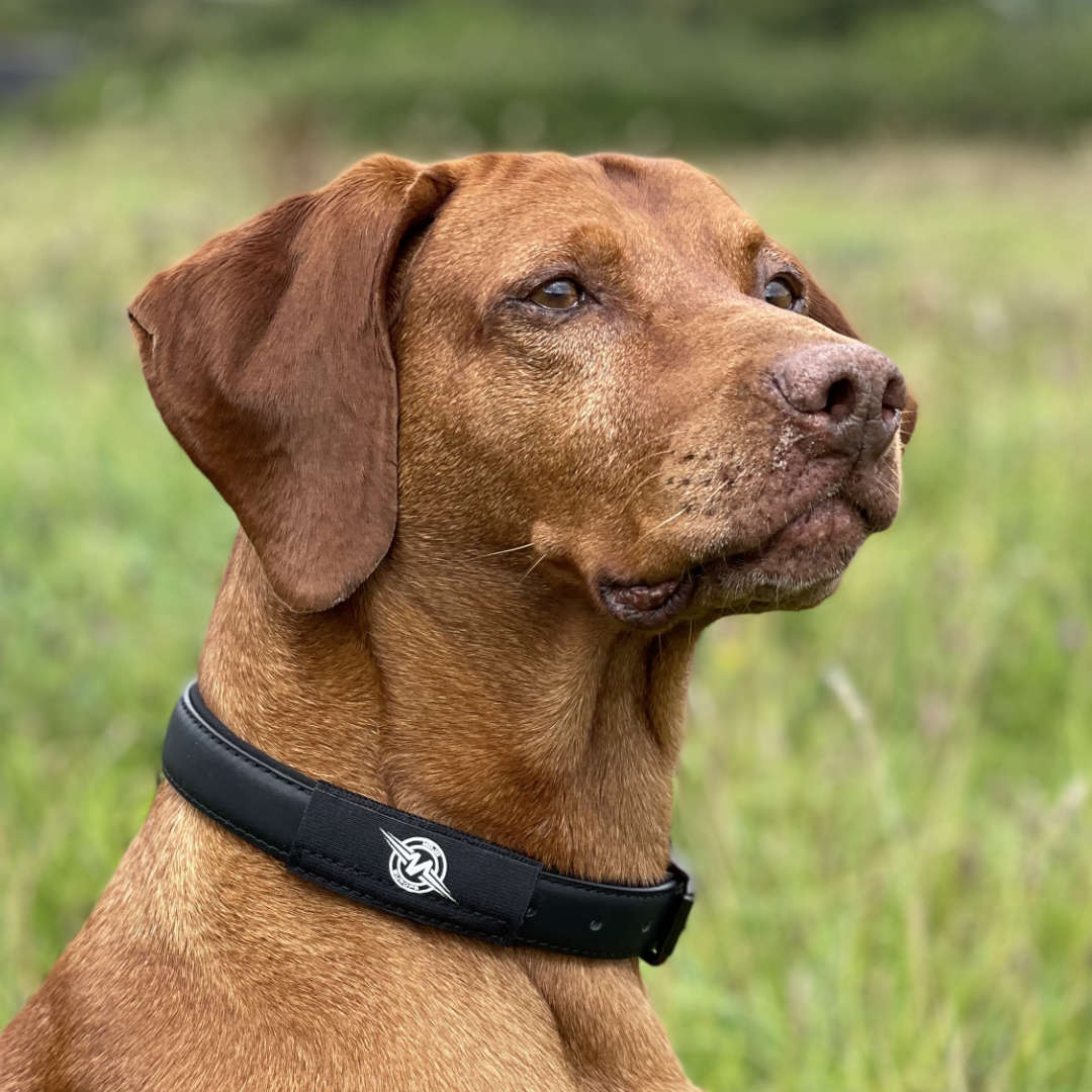 Bruine hond met een zwarte halsband buiten in het gras